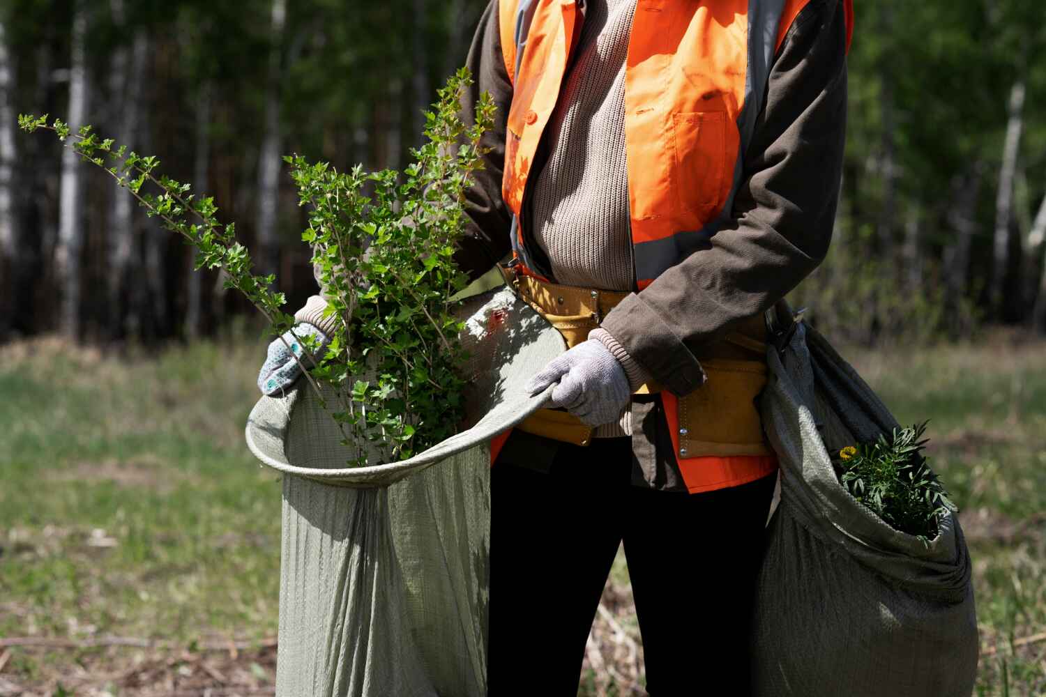 Best Tree Removal Cost  in USA